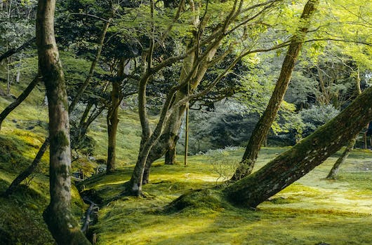 日本らしい展示が現存：日本庭園