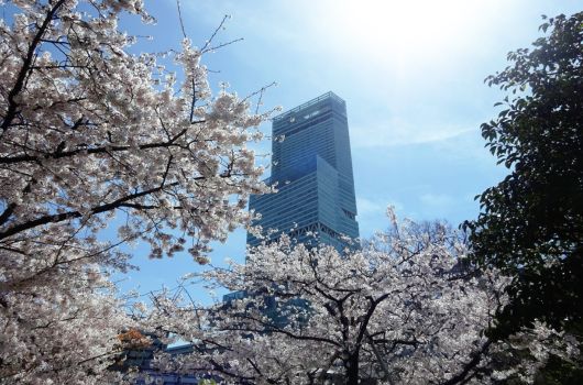 豊富な種類の花が絶景を作り出す「花博記念公園鶴見緑地」