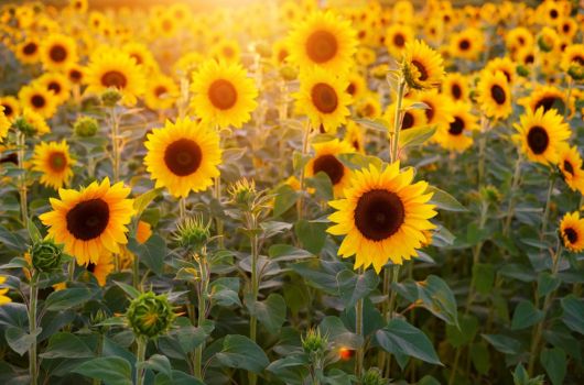 たくさんの花が咲き誇る絶景を眺められる「万博記念公園」